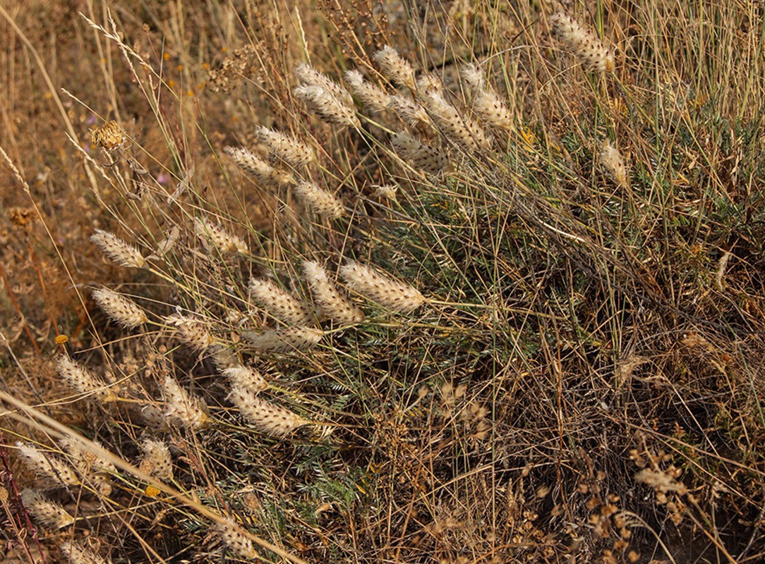 Изображение особи Astragalus lagurus.