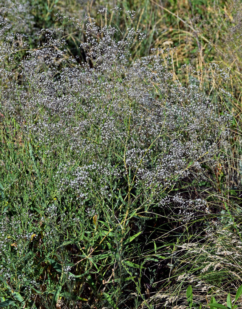 Image of Gypsophila paniculata specimen.