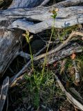 Pedicularis sceptrum-carolinum. Цветущее растение. Красноярский край, Таймырский Долгано-Ненецкий р-н, плато Путорана, окр. водопада Брат, опушка смешанного леса, берег реки. 24.07.2023.