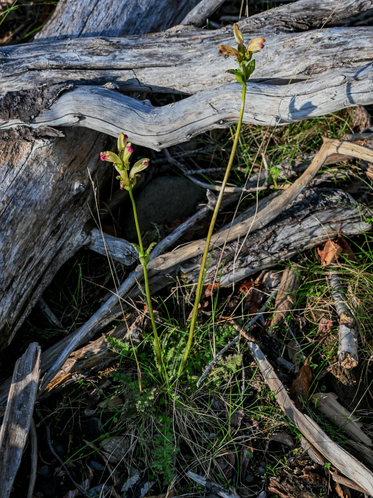 Изображение особи Pedicularis sceptrum-carolinum.