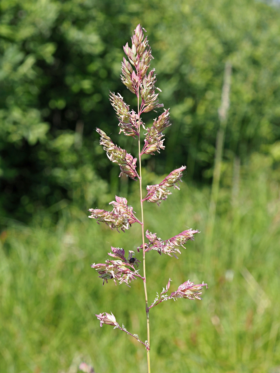 Изображение особи Phalaroides arundinacea.