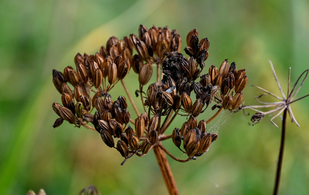 Изображение особи Ligusticum scoticum.