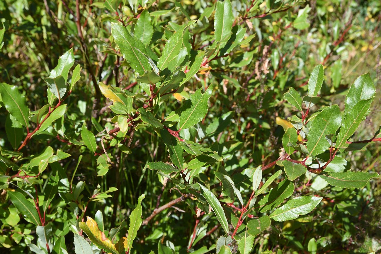 Изображение особи Salix caucasica.