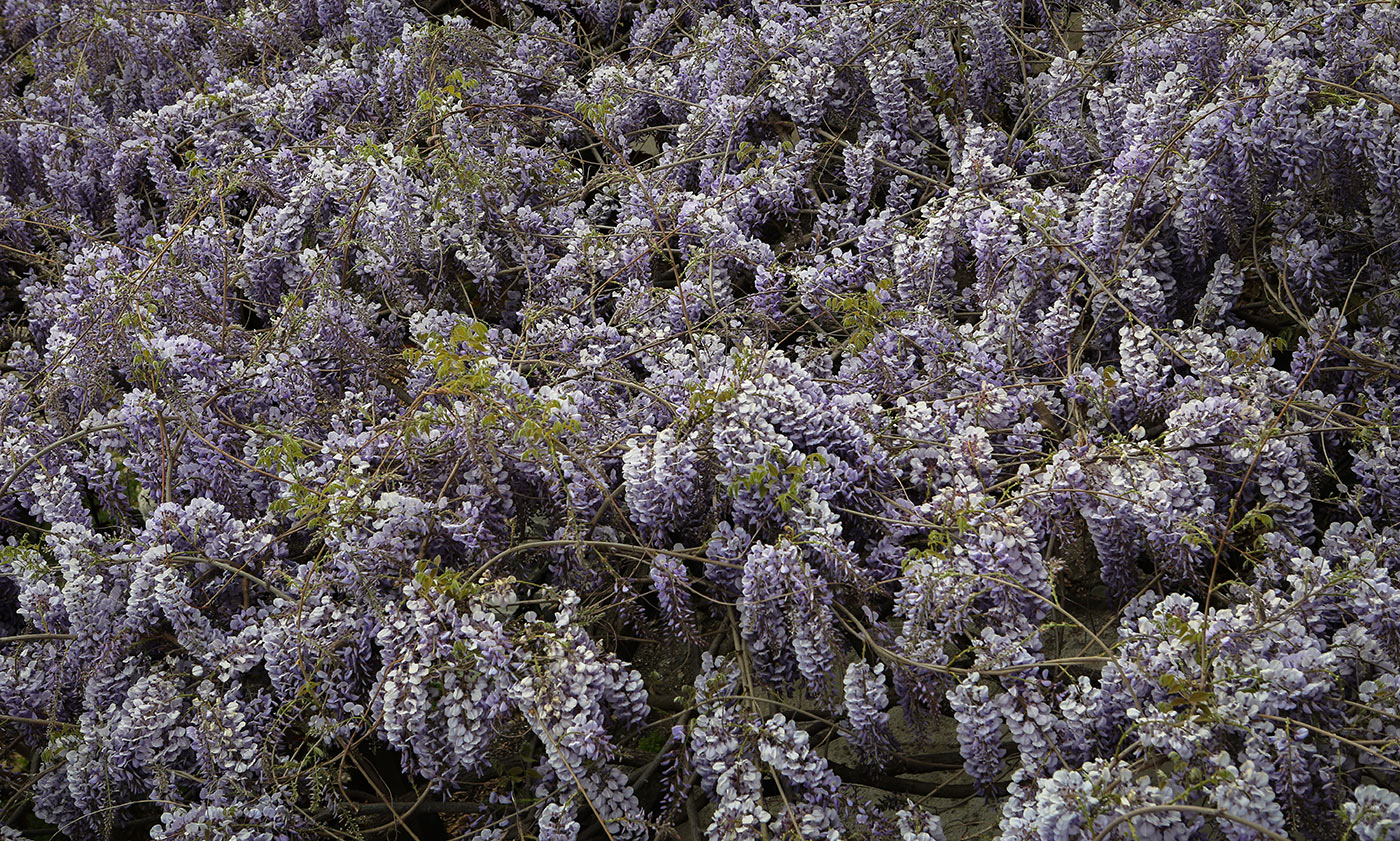 Изображение особи Wisteria sinensis.