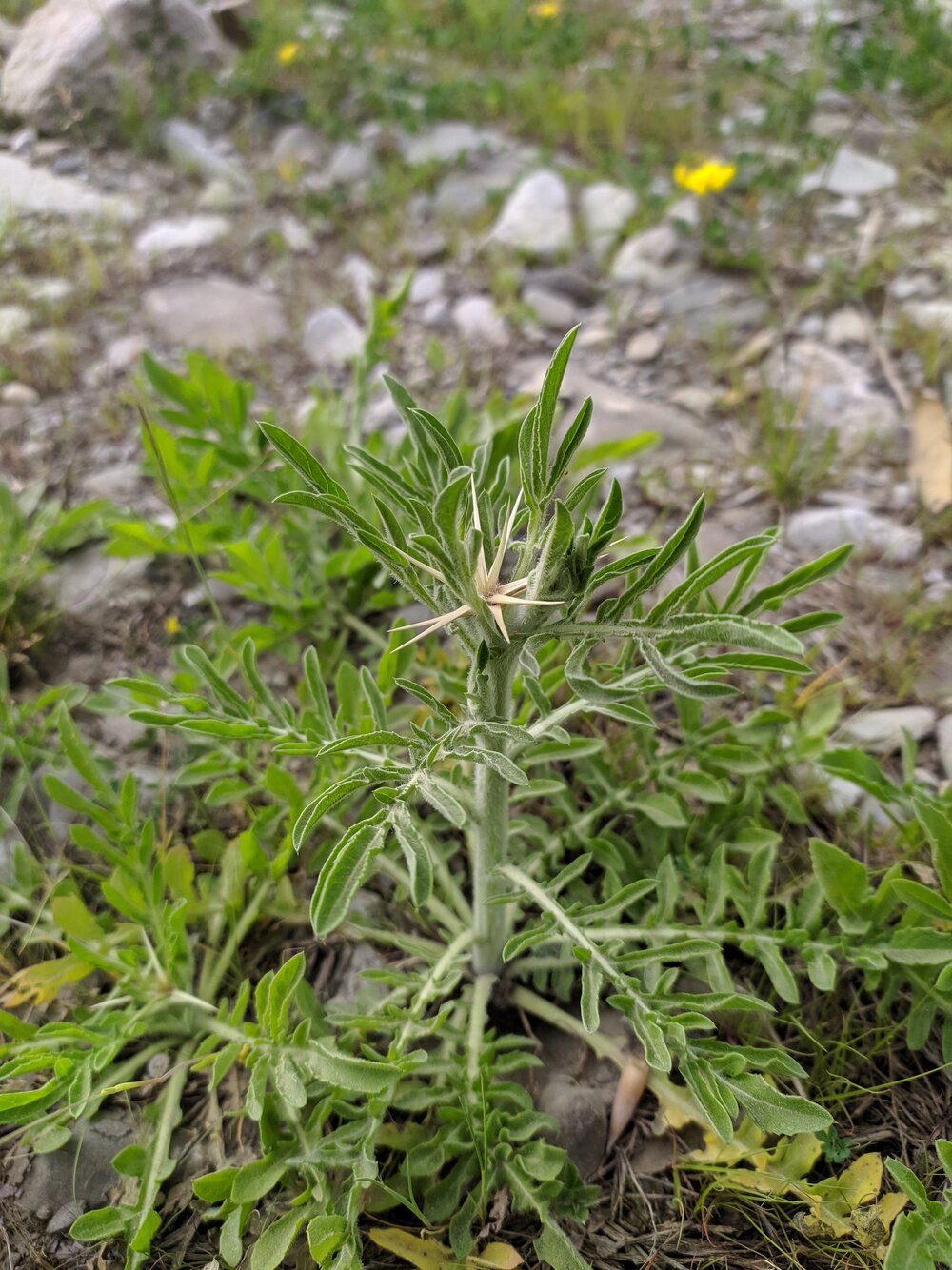 Image of Centaurea iberica specimen.