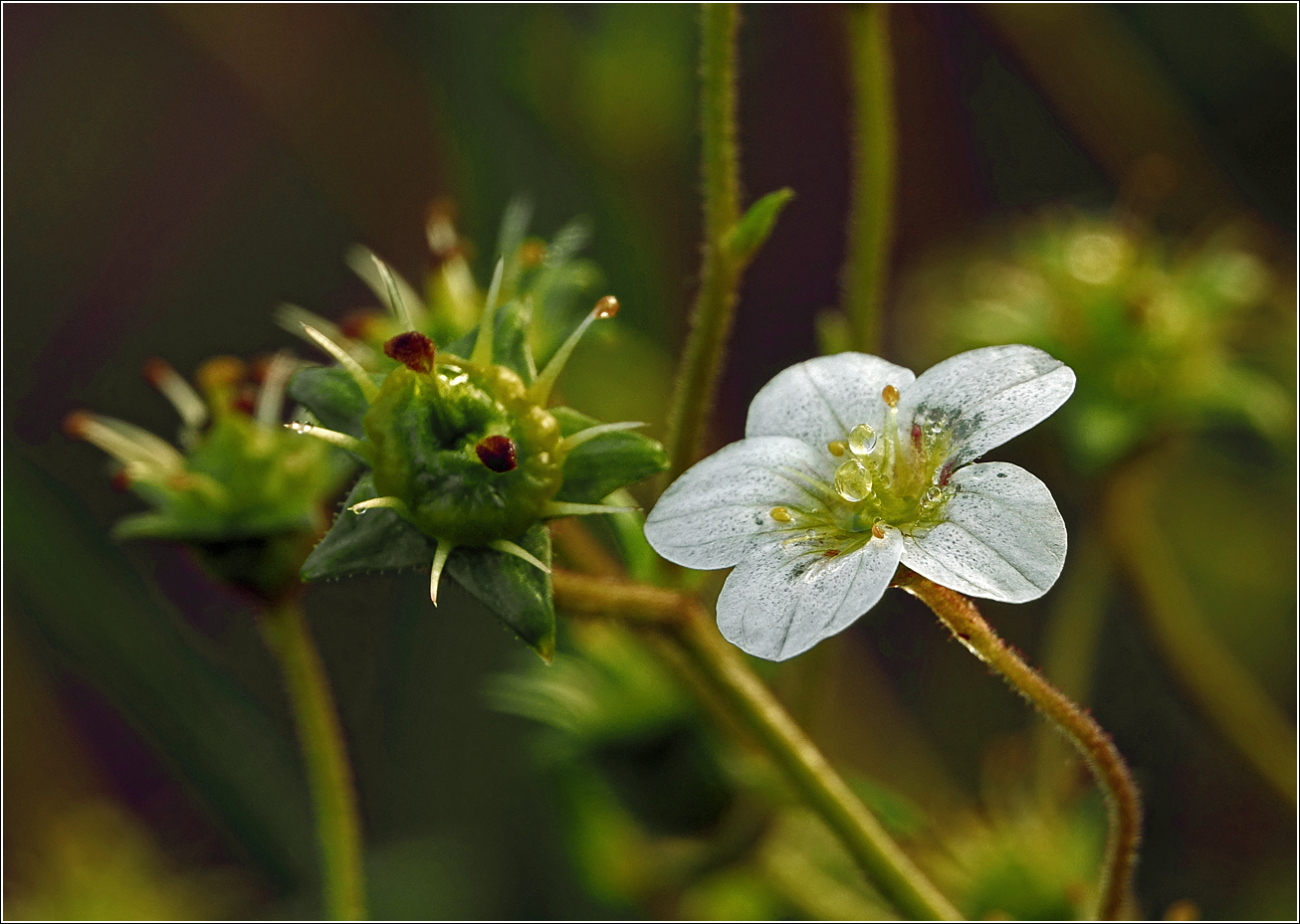 Изображение особи Saxifraga &times; arendsii.