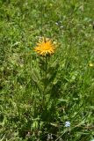 Inula orientalis