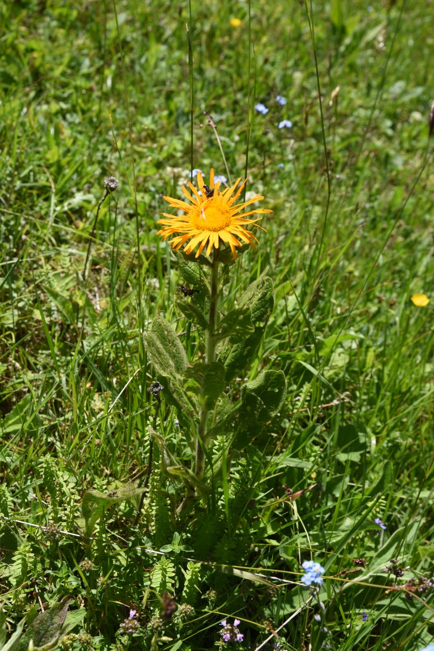 Изображение особи Inula orientalis.