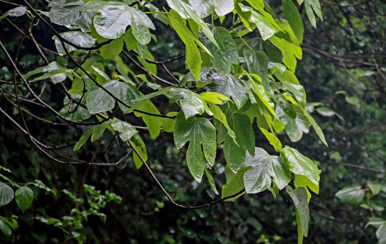 Image of Ficus carica specimen.