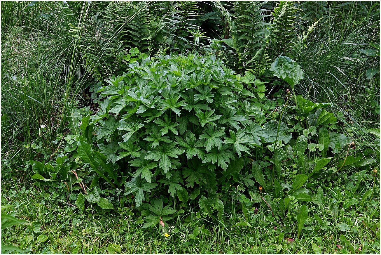 Image of Geranium palustre specimen.