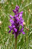 Dactylorhiza umbrosa. Соцветие. Таджикистан, Горно-Бадахшанская автономная обл., Рушанский р-н, хр. Северо-Аличурский, Ирхтские горы, Сарезское оз., Ирхтский залив, дол. р. Лянгар, выс. ≈ 3300 м н.у.м., плотнодерновинный пойменный луг. 27 июня 2024 г.