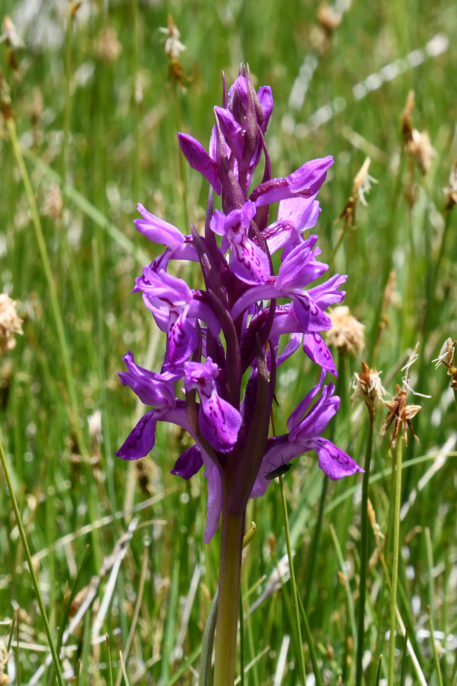 Изображение особи Dactylorhiza umbrosa.