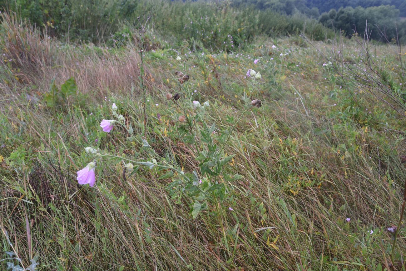 Изображение особи семейство Malvaceae.