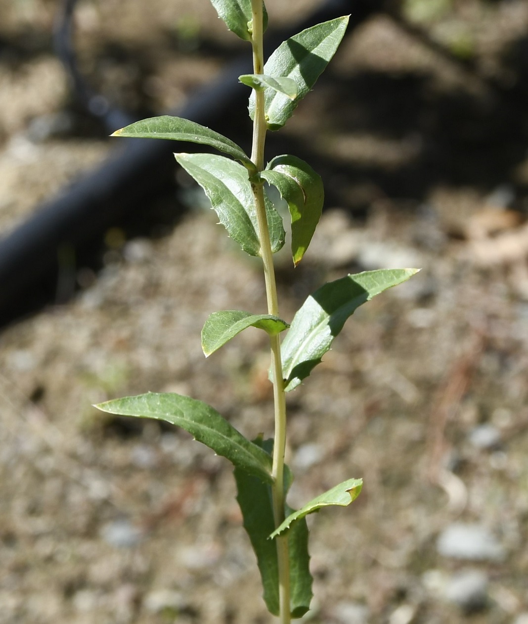 Image of Carthamus tinctorius specimen.