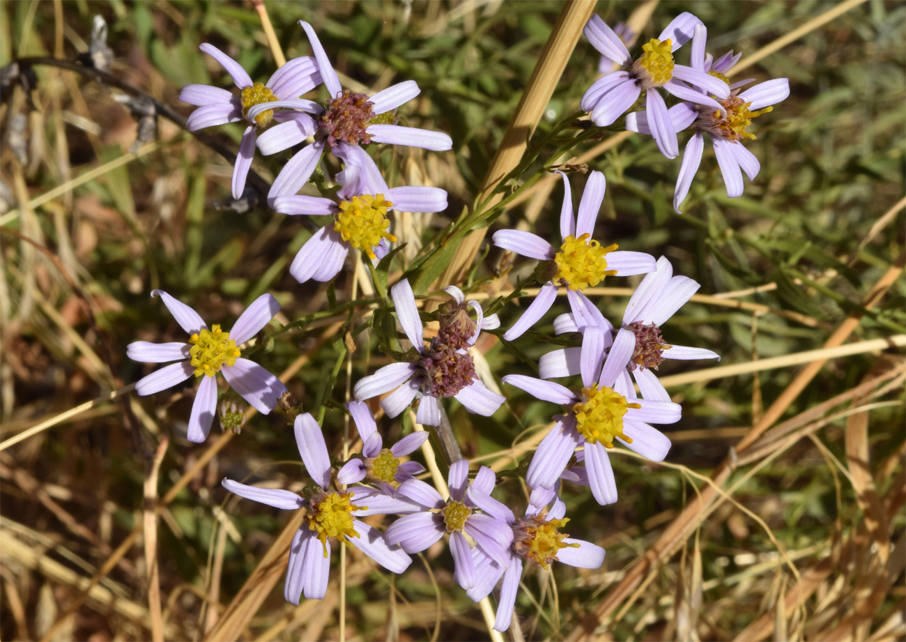 Image of Galatella coriacea specimen.