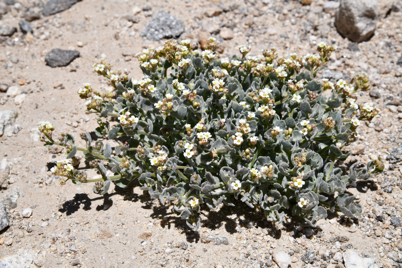 Image of familia Brassicaceae specimen.