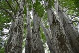 Populus alba