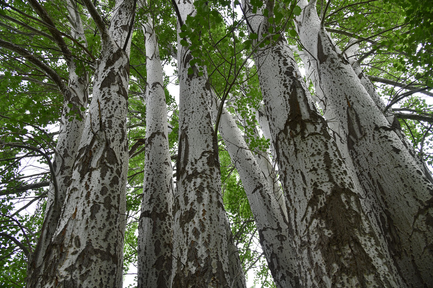 Изображение особи Populus alba.