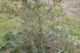 Cirsium szovitsii. Нижняя часть растения с раскрывающимися соцветиями. Кабардино-Балкария, Черекский р-н, окр. с/п Верхняя Балкария, левый борт долины р. Хашхасу, ≈ 1800 м н.у.м., задернованная мелкощебнистая россыпь. 31.07.2024.