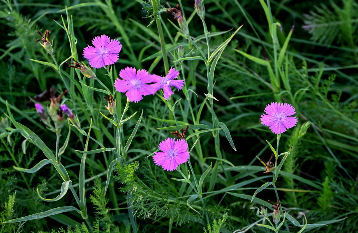 Image of Dianthus fischeri specimen.