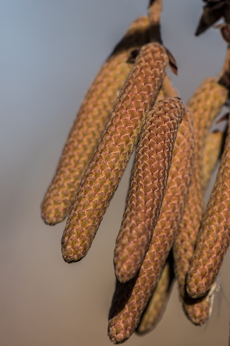 Image of Corylus colurna specimen.