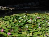 Nymphaea × marliacea