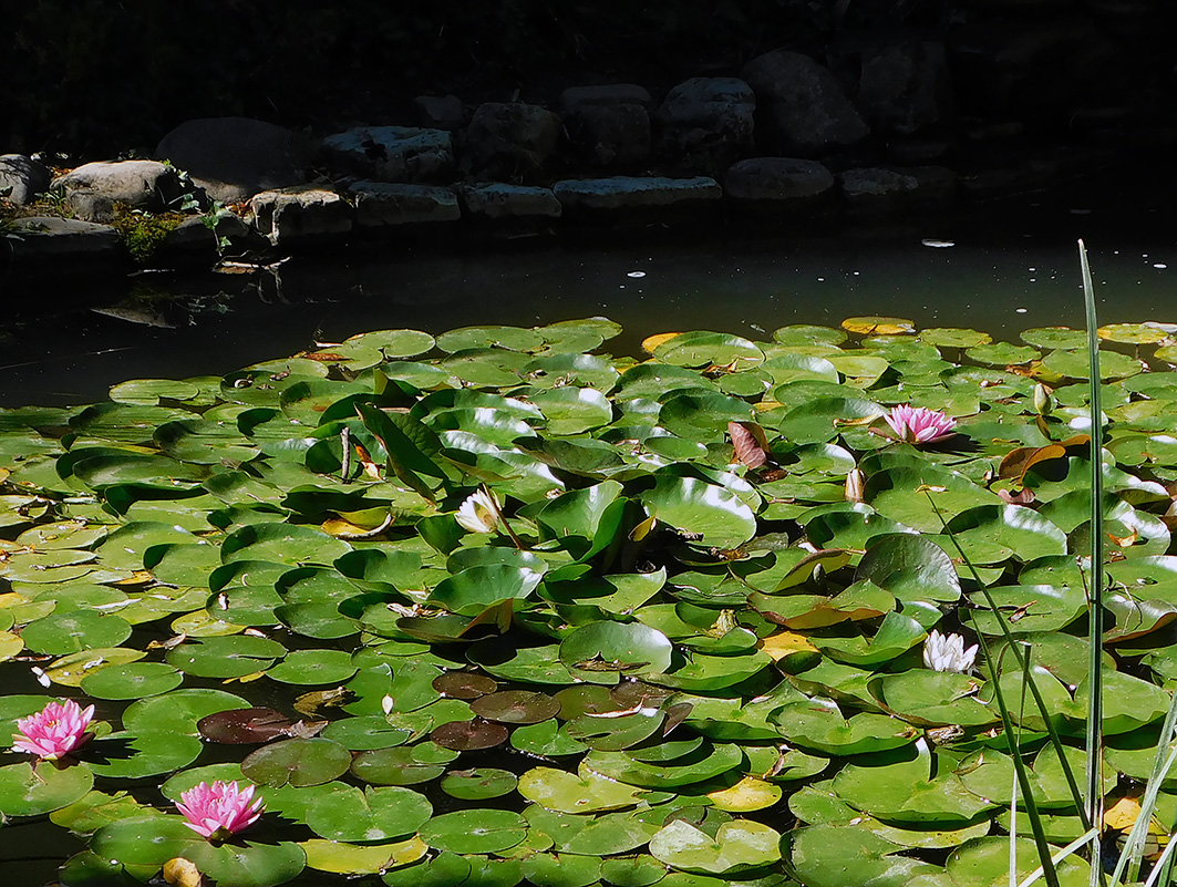 Image of Nymphaea &times; marliacea specimen.