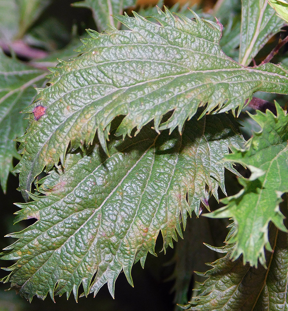 Image of Spiraea japonica specimen.