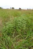 Artemisia abrotanum