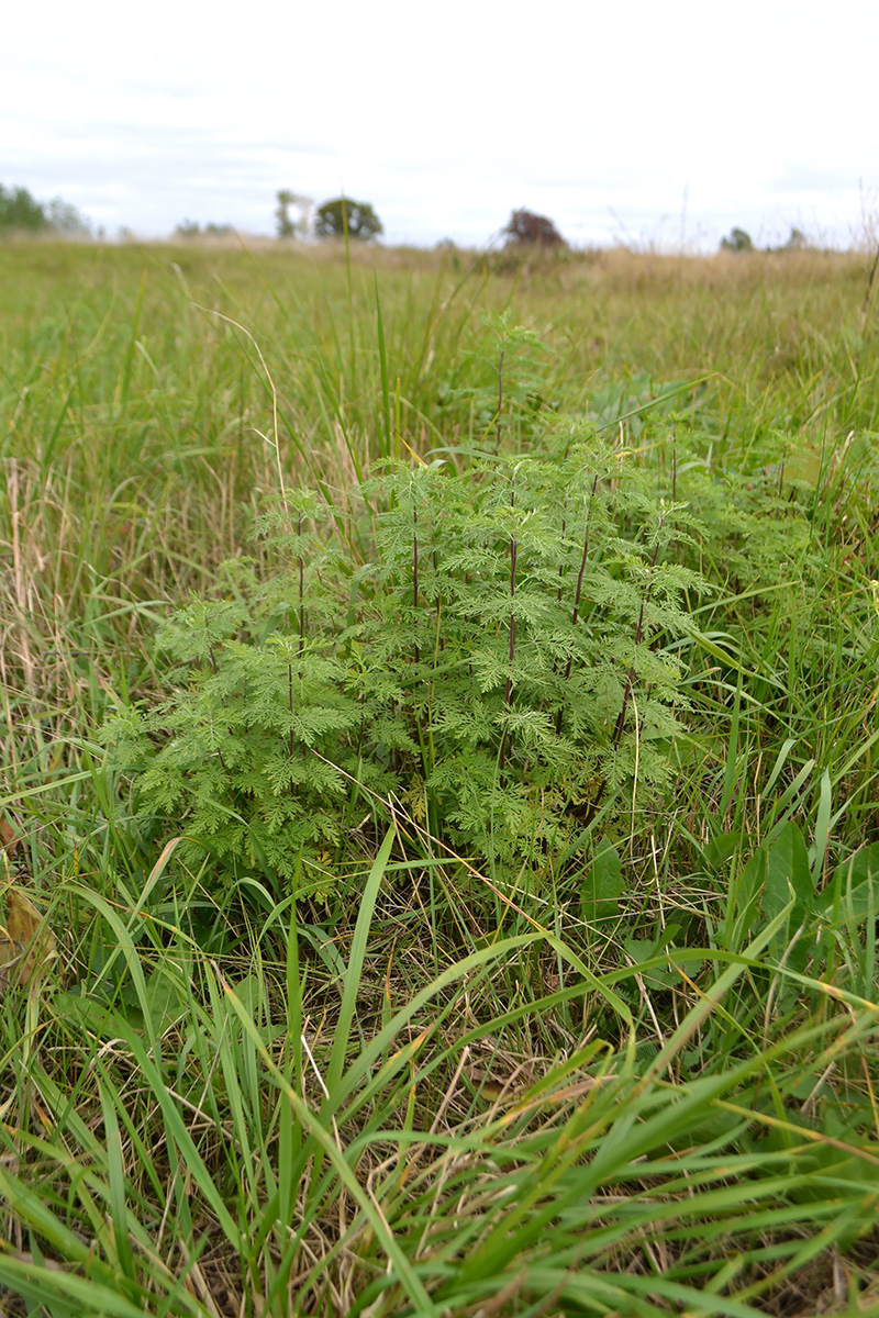 Изображение особи Artemisia abrotanum.