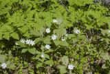 Trientalis europaea