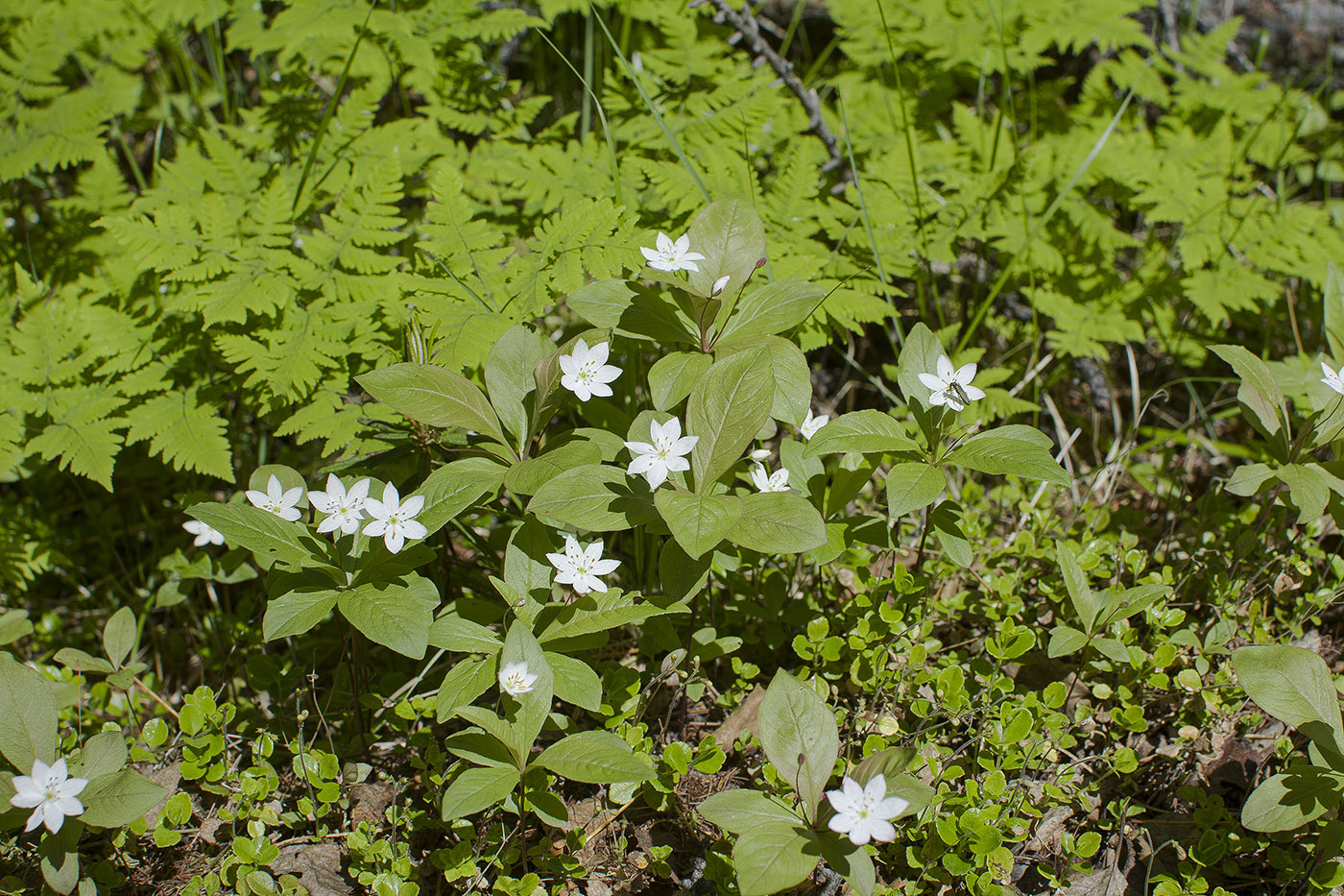 Image of Trientalis europaea specimen.