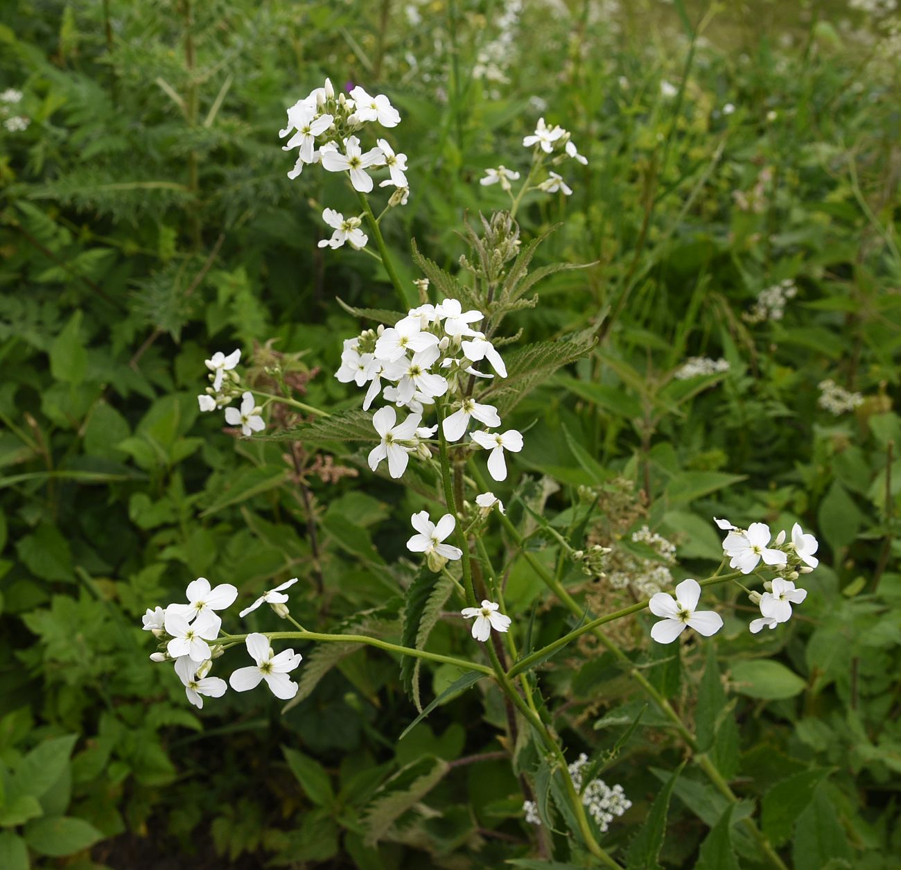 Изображение особи Hesperis voronovii.