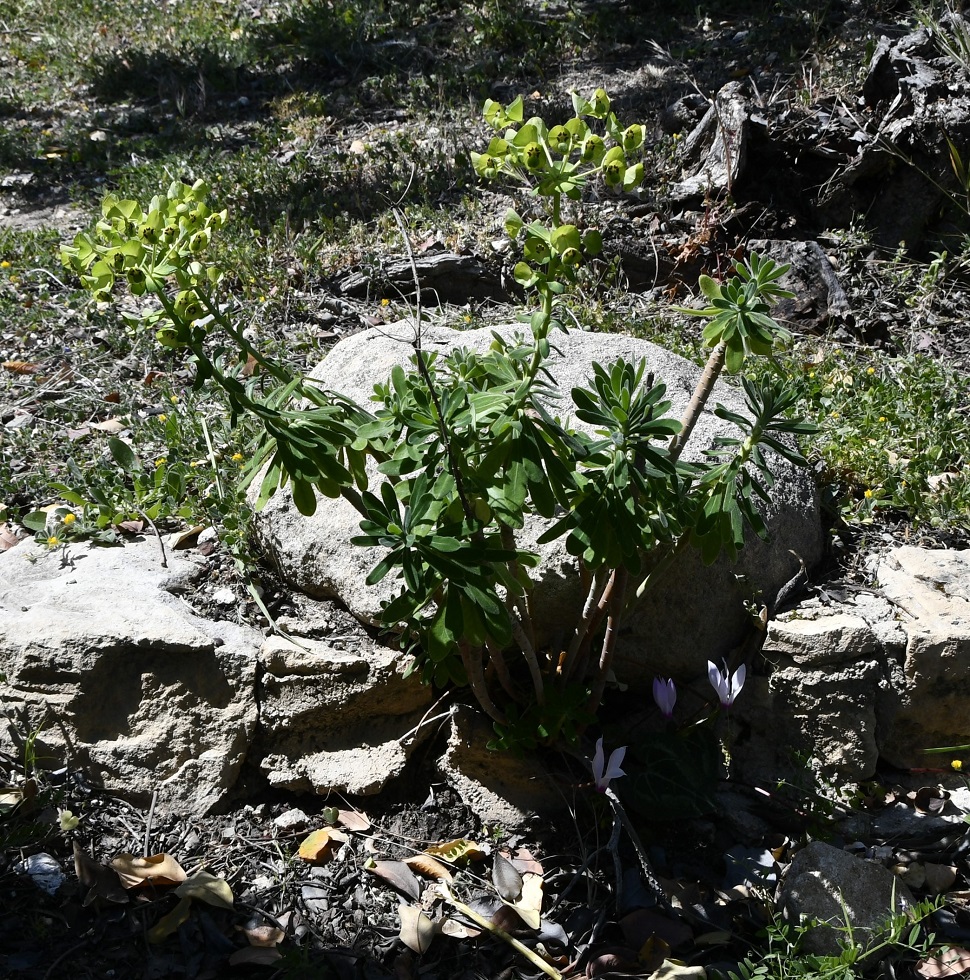 Изображение особи Euphorbia thompsonii.
