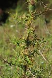 Cirsium vulgare. Средняя часть плодоносящего растения. Псковская обл., окр. дер. Изборск, Труворово городище, верхняя часть склона, суходольный луг. 18.08.2024.