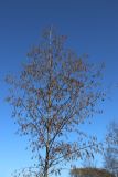 Alnus glutinosa