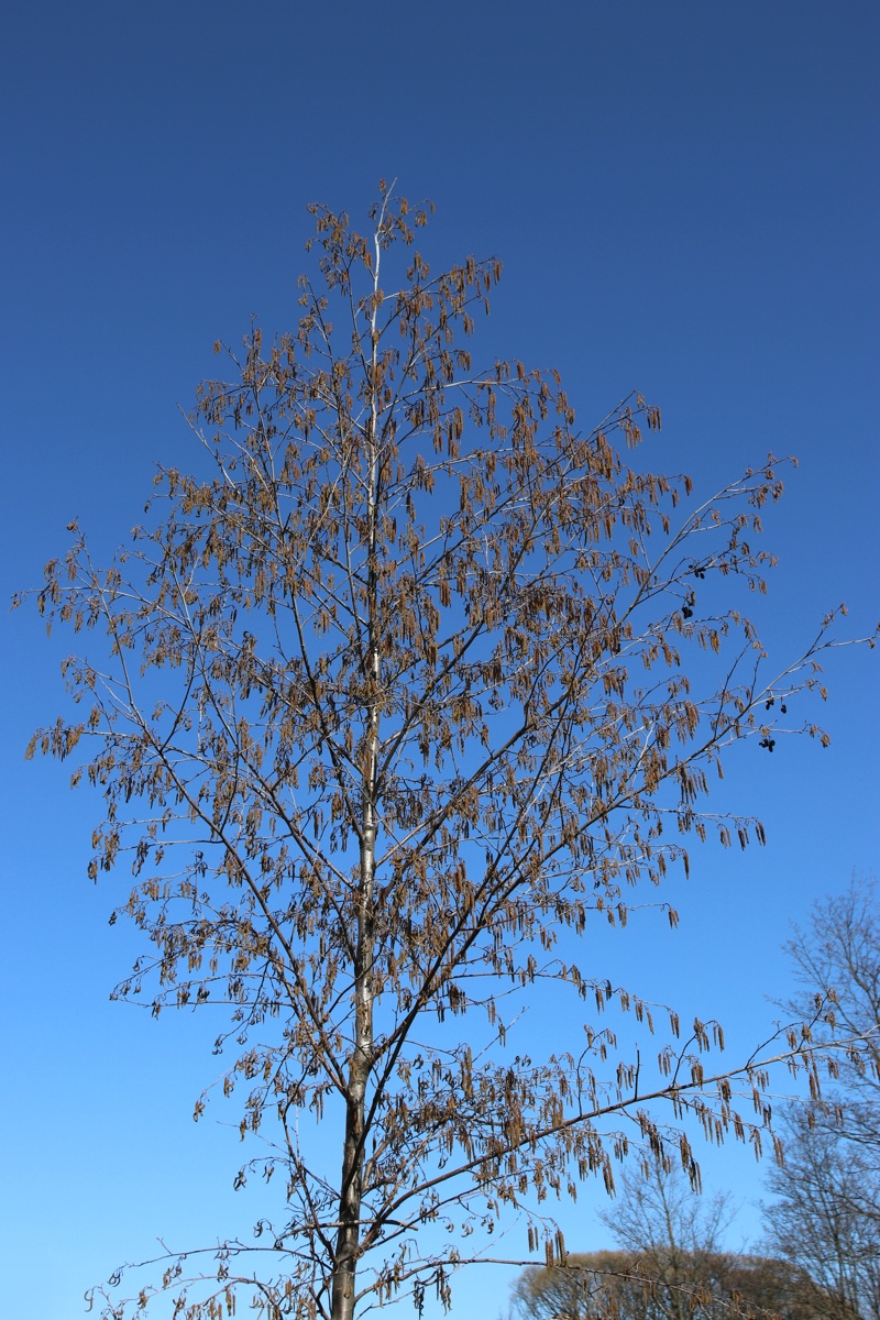 Image of Alnus glutinosa specimen.