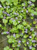 Cymbalaria muralis