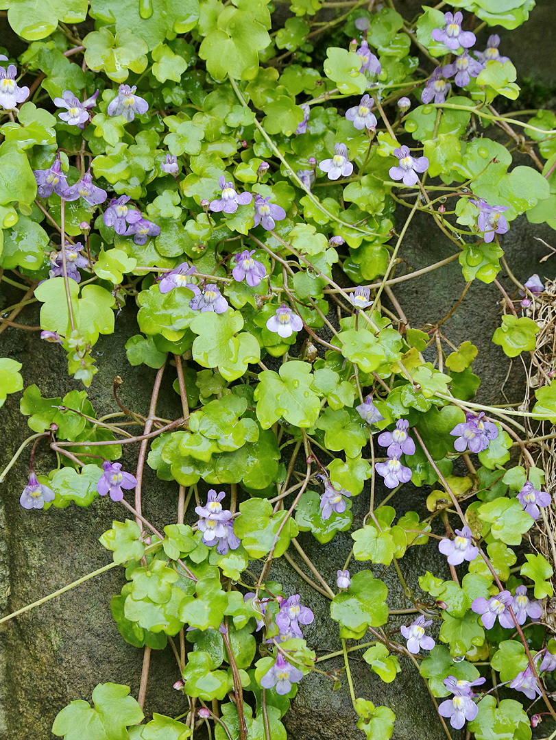 Image of Cymbalaria muralis specimen.
