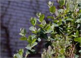 Смотреть изображение Lonicera caprifolium