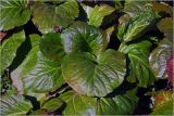 View full-size image Bergenia crassifolia