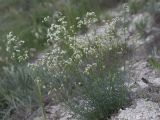 Смотреть изображение Galium octonarium