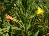 Смотреть изображение Oenothera depressa