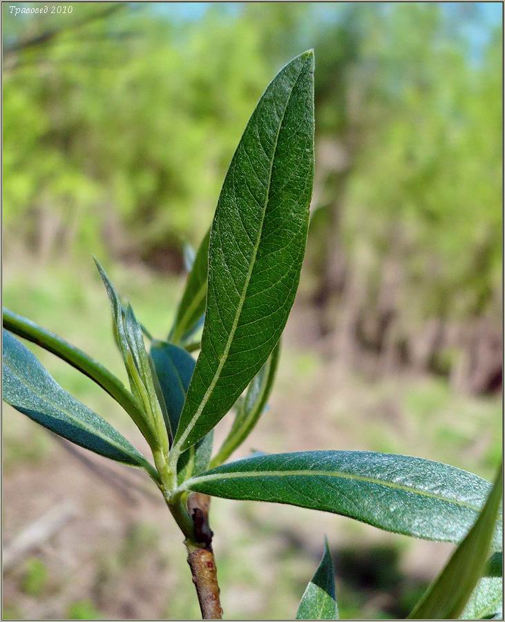 Изображение особи Salix &times; mollissima.