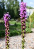 Смотреть изображение Liatris spicata