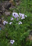 View full-size image Hesperis matronalis