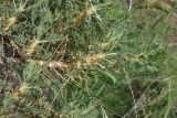 View full-size image Astragalus denudatus