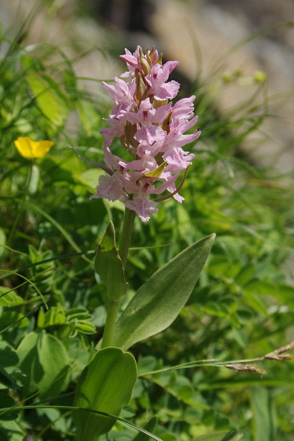 Изображение особи Dactylorhiza euxina.