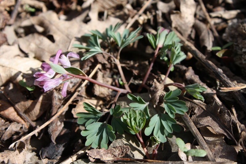 Image of Corydalis paczoskii specimen.