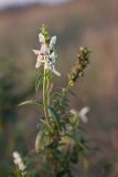 Stachys recta. Верхушка побега с соцветием. Ростовская обл., Азовский р-н, окр. хут. Обуховка, остепнённый песчаный луг. 24.09.2011.